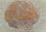 Detailed Fossil Leaf (Zizyphoides) - Montana #68300-1